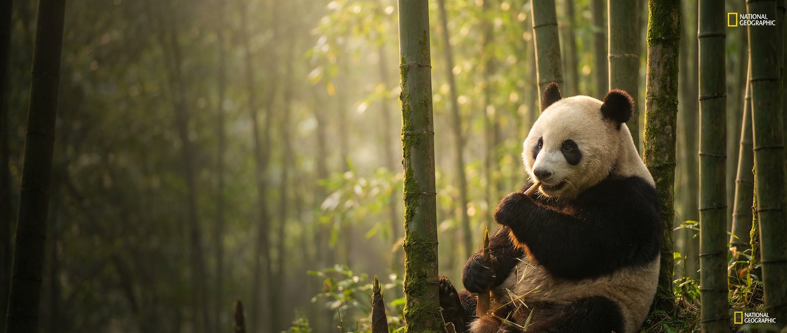 日本三级动物写真与视频社区